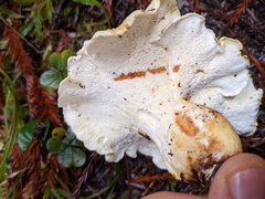 Albatrellus avellaneus