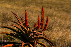 Aloe candelabrum