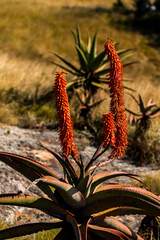 Aloe candelabrum