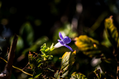 Barleria obtusa