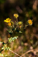 Berkheya bergiana