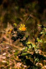 Berkheya bergiana