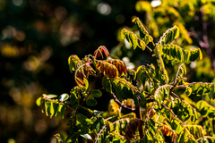 Cnestis polyphylla