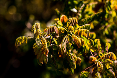 Cnestis polyphylla