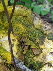 Badhamia utricularis