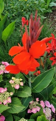 Canna paniculata