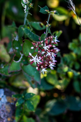 Crassula sarmentosa