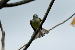 Phyllomyias griseiceps