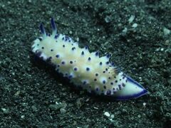 Mexichromis multituberculata