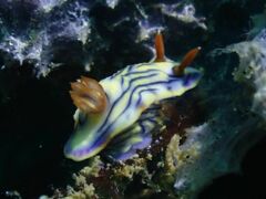 Hypselodoris zephyra