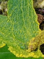 Badhamia utricularis