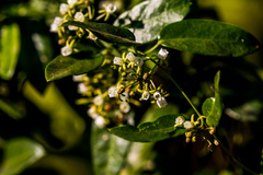 Cynanchum ellipticum