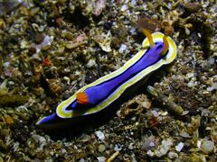 Chromodoris annae