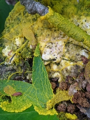 Badhamia utricularis