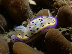 Goniobranchus kuniei