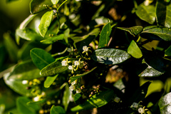 Cynanchum ellipticum