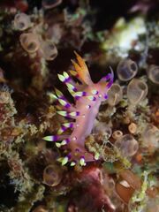 Coryphellina exoptata