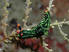 Nembrotha kubaryana