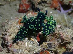Nembrotha cristata
