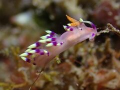 Coryphellina exoptata