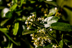 Cynanchum ellipticum