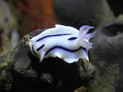 Chromodoris lochi