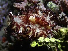 Discodoris boholiensis