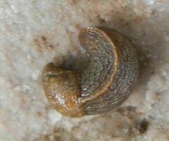 Tandonia budapestensis
