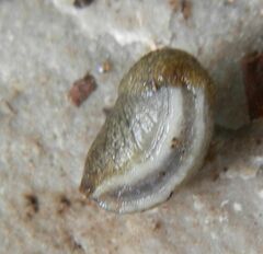 Tandonia budapestensis
