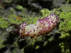 Favorinus mirabilis