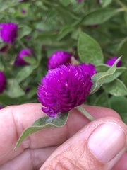 Gomphrena globosa