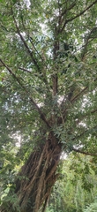 Ficus obtusifolia