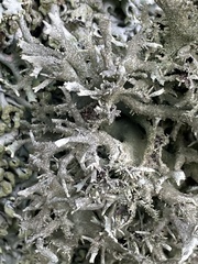 Pseudevernia furfuracea