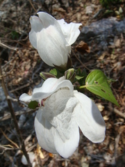 Marcania grandiflora