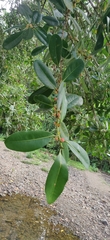 Ficus obtusifolia