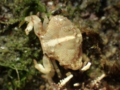 Cycloxanthops novemdentatus