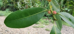 Ficus obtusifolia