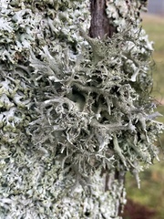 Pseudevernia furfuracea