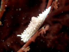 Aegires albopunctatus