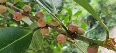 Ficus obtusifolia