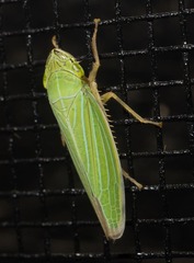 Draeculacephala noveboracensis