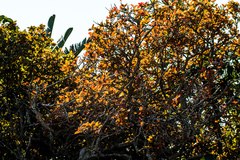 Ficus ingens