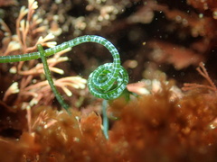 Chaetomorpha spiralis