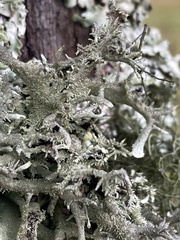 Pseudevernia furfuracea