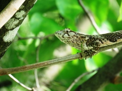 Polychrus marmoratus