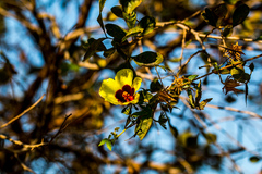 Hibiscus surattensis