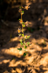 Hibiscus surattensis