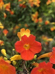 Streptosolen