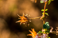 Hibiscus surattensis