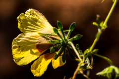 Hibiscus surattensis
